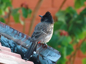 Фото Розовобрюхий бюльбюль