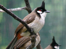 Фото Краснощёкий бюльбюль