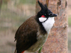 Фото Краснощёкий бюльбюль