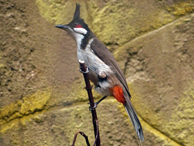 Фото Краснощёкий бюльбюль