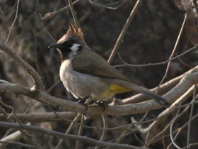 Фото Гималайский бюльбюль