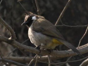 Фото Гималайский бюльбюль
