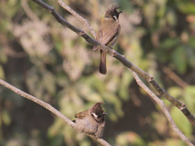 Фото Гималайский бюльбюль