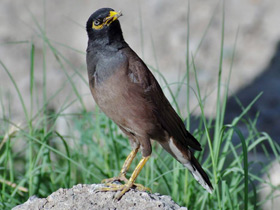 Смотреть фото Обыкновенная майна Фото Обыкновенная майна