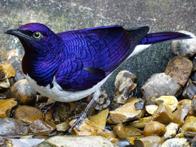 Аметистовый скворец Аметистовый скворец
