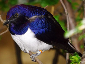 Аметистовый скворец Аметистовый скворец