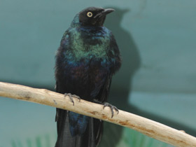 Фото Длиннохвостый блестящий скворец