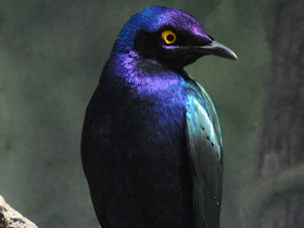 Фото Пурпурный блестящий скворец