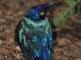 Фото Пурпурный блестящий скворец