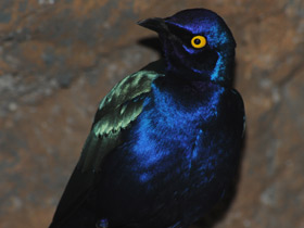 Фото Пурпурный блестящий скворец