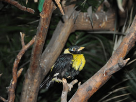 Фото Золотогрудый мино