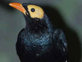 Фото Желтолицый мино