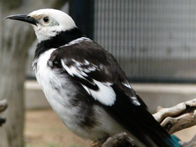 Фото Черношейный скворец