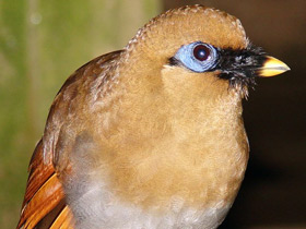 Жёлтая тимелия Жёлтая тимелия