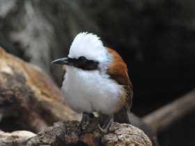 Белохохлая тимелия