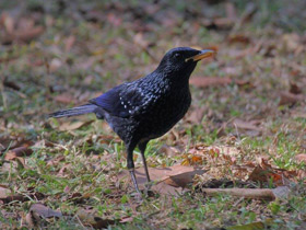 Фото Синяя птица