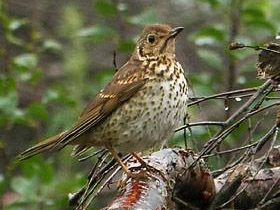 Фото Певчий дрозд