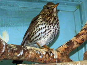 Фото Певчий дрозд