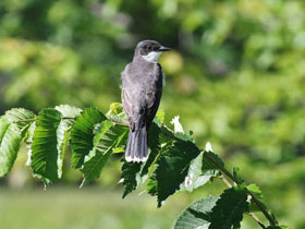 Фото Королевский тиранн
