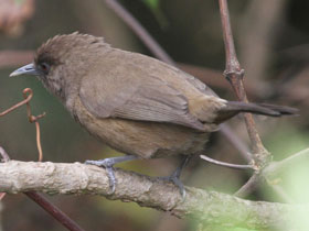 Фото Бурый спейропс