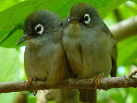 Фото Zosterops chloronothos