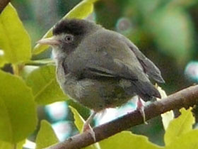 Фото Белоглазка-монашка