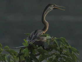 Фото Индийская змеешейка