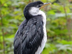 Смотреть фото Малый пёстрый баклан Фото Малый пёстрый баклан