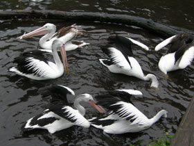 Фото Австралийский очковый пеликан