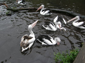 Фото Австралийский очковый пеликан