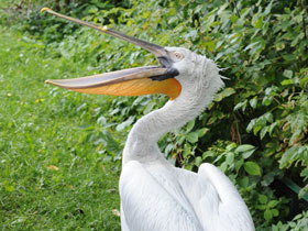 Фото Кудрявый пеликан