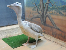 Фото Кудрявый пеликан