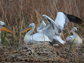 Фото Кудрявый пеликан