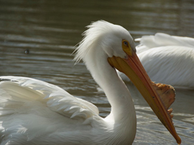 Фото Американский белый пеликан