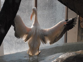 Фото Розовый пеликан