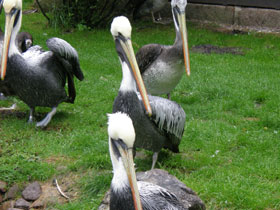 Фото Перуанский пеликан