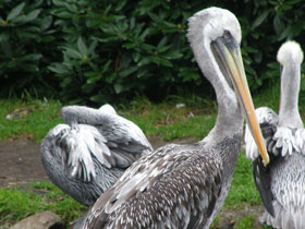 Фото Перуанский пеликан