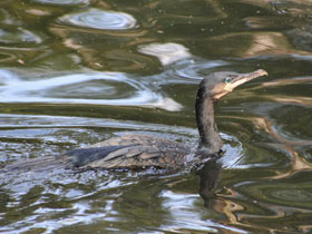 Фото Большой баклан