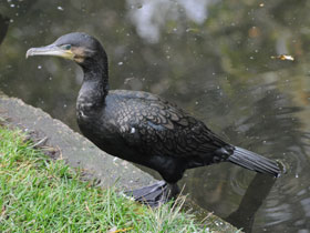 Фото Большой баклан