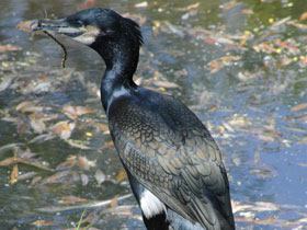 Фото Большой баклан