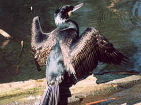 Фото Большой баклан