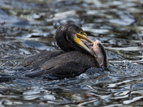 Фото Большой баклан