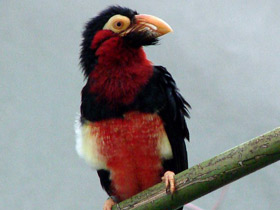 Сенегальская либия Сенегальская либия