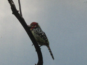 Фото Огненноголовый бородастик