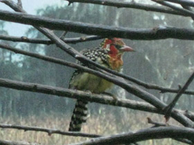 Фото Огненноголовый бородастик