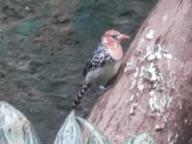 Фото Огненноголовый бородастик