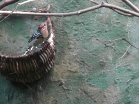 Фото Огненноголовый бородастик