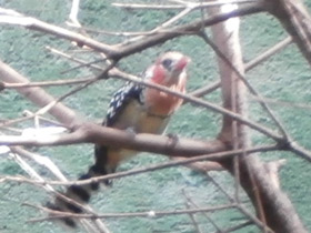 Фото Огненноголовый бородастик