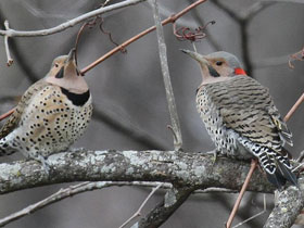 Золотой дятел Золотой дятел
