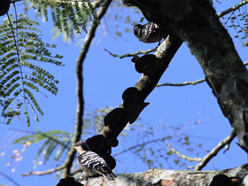 Фото Большой острокрылый дятел